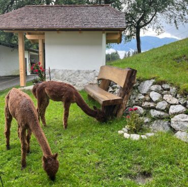 WhatsApp Bild 2025-06-13 um 19.27.54_f8aa00e5