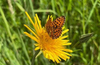 WhatsApp Bild 2025-06-13 um 19.27.55_080ad8b2