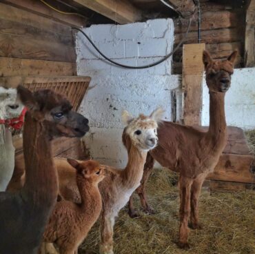 WhatsApp Bild 2025-06-13 um 19.27.55_0b29c106