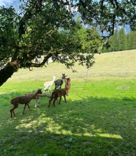 WhatsApp Bild 2025-06-13 um 19.27.55_0c0a232a